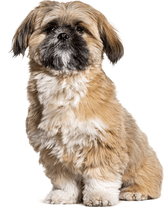Fluffy, small dog with long, tan and white fur, sitting and looking forward.