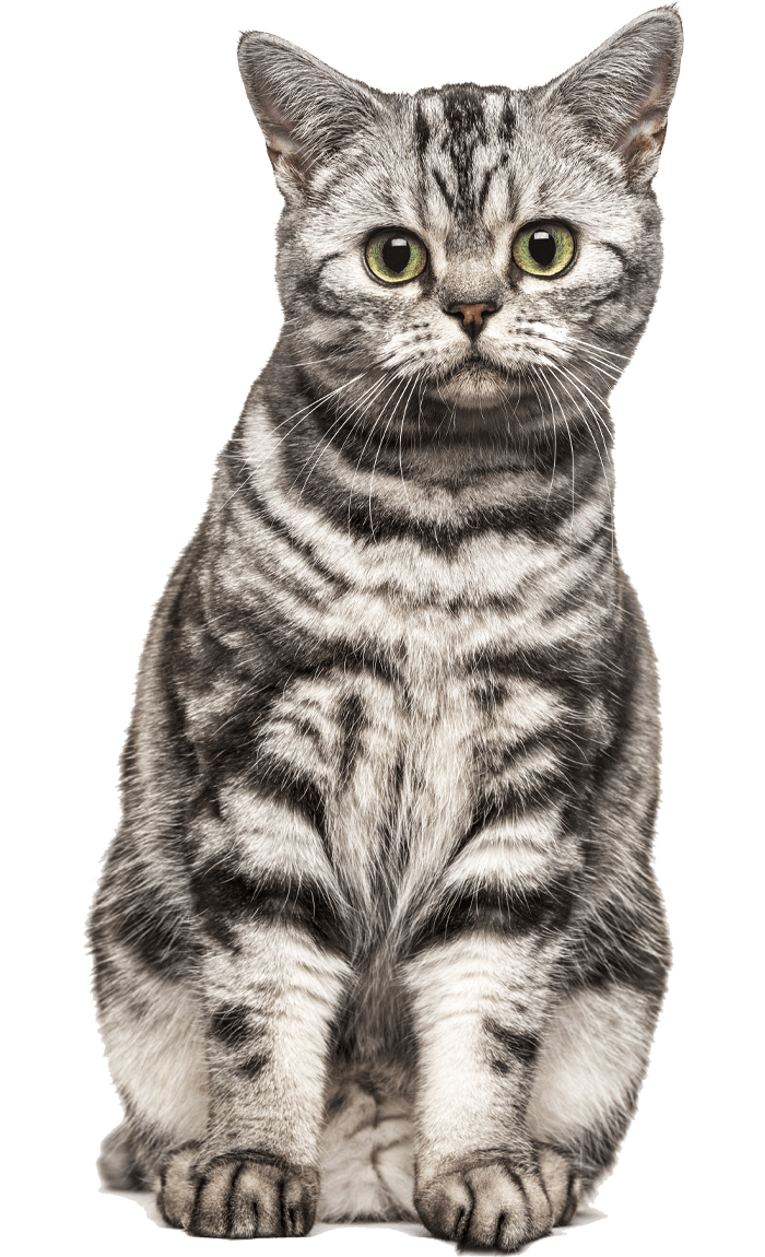 A gray tabby cat with striking green eyes and a patterned coat sits and looks forward.