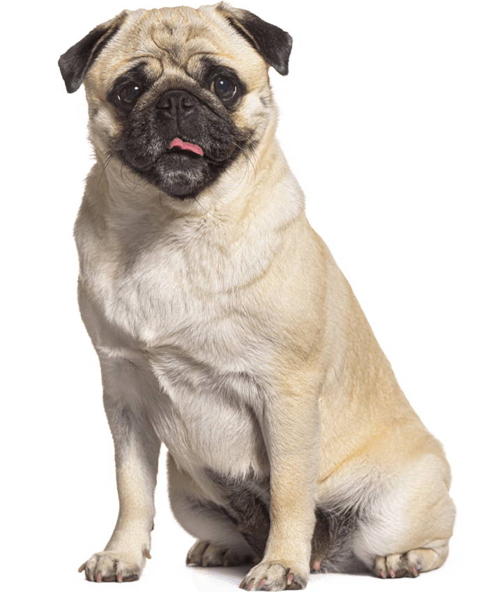 A sitting pug with light beige fur and a small pink tongue sticking out.