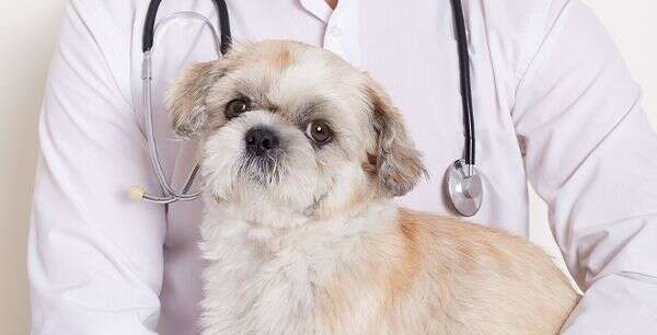A fluffy, light brown and white dog sitting in front of a person wearing a stethoscope.