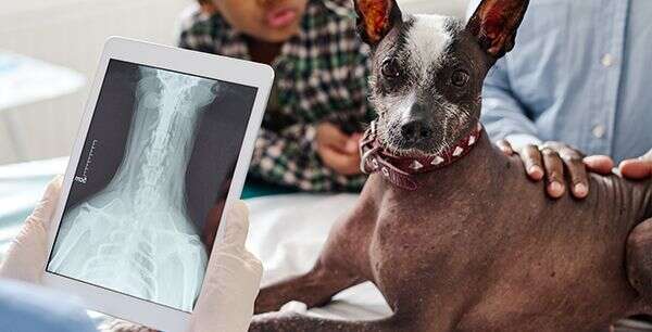 A veterinarian examines a hairless dog on an exam table while viewing an X-ray displayed on a tablet.