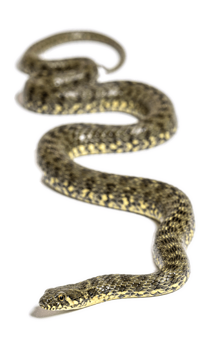 A coiled, patterned snake with a speckled brown and yellow skin slithering forward.