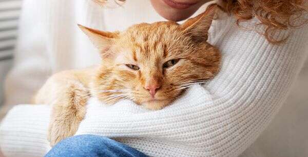 A relaxed orange tabby cat being gently held by a person in a white sweater.