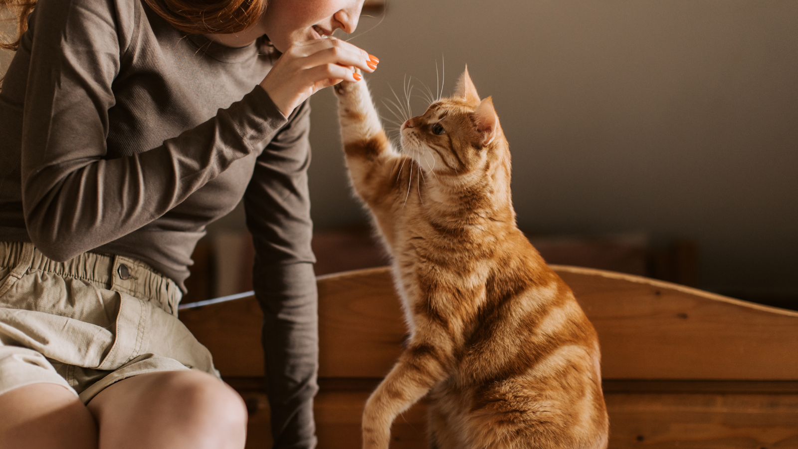 Person interacting playfully with a ginger cat reaching up with its paw.