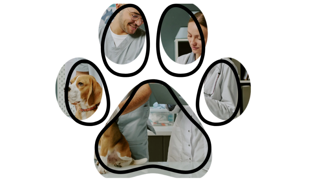 A beagle being examined by two veterinarians, both in white coats, in a clinic.