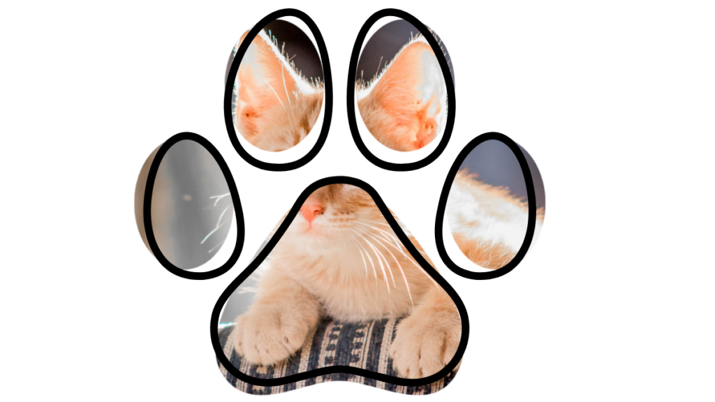 An orange kitten with ears perked up, resting on a surface, seen within a paw-shaped frame.
