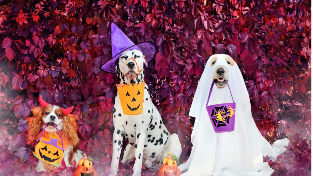 Three dogs in Halloween costumes; one in a witch hat, one in a ghost sheet, and one with bat wings, sitting with pumpkins.