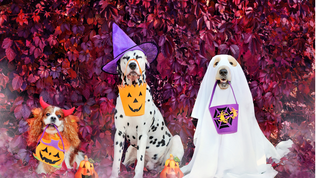 Three dogs in Halloween costumes; one in a witch hat, one in a ghost sheet, and one with bat wings, sitting with pumpkins.
