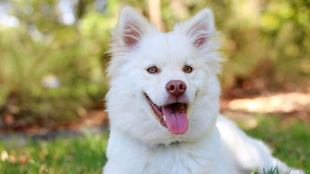 Fluffy white dog with perky ears and a pink tongue, sitting on grass.