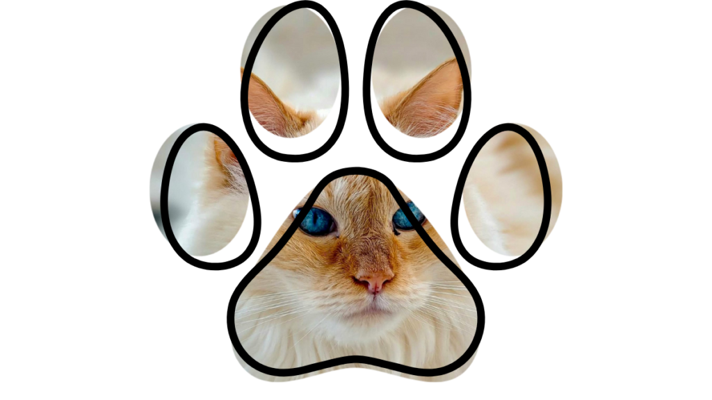 Cat with blue eyes seen through a paw-shaped frame.