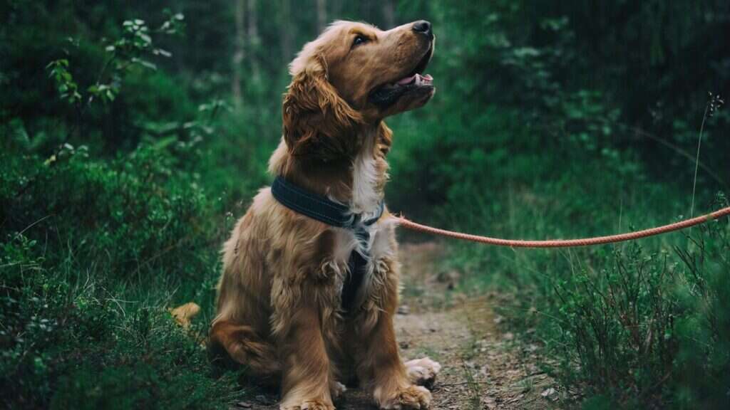 Golden retriever wearing a harness, sitting on a forest path, looking upwards.