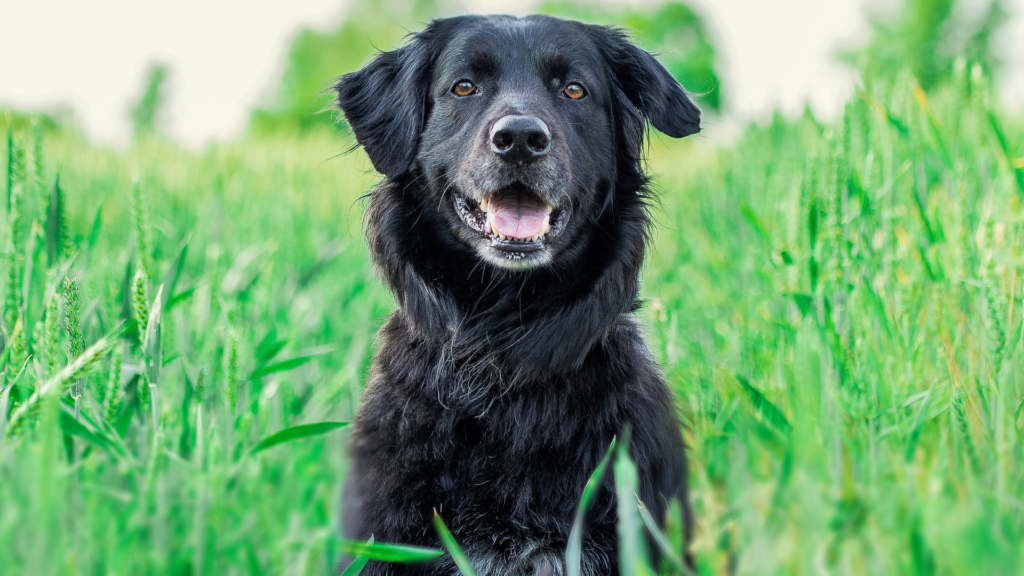 A fluffy black dog with a friendly expression sits in a lush green field.