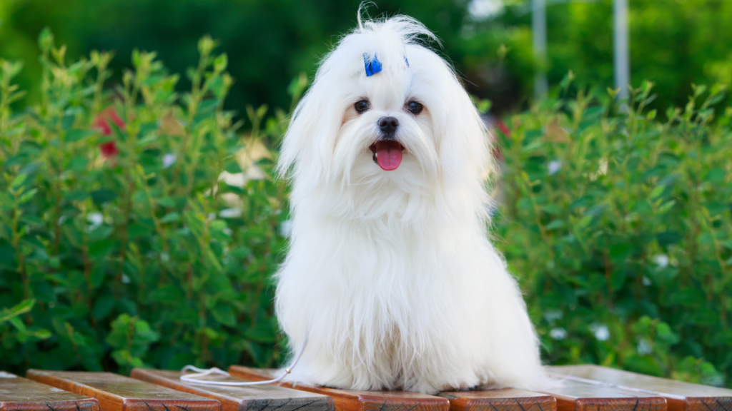 Fluffy white dog with a blue bow on its head, sitting on a wooden bench, surrounded by greenery.