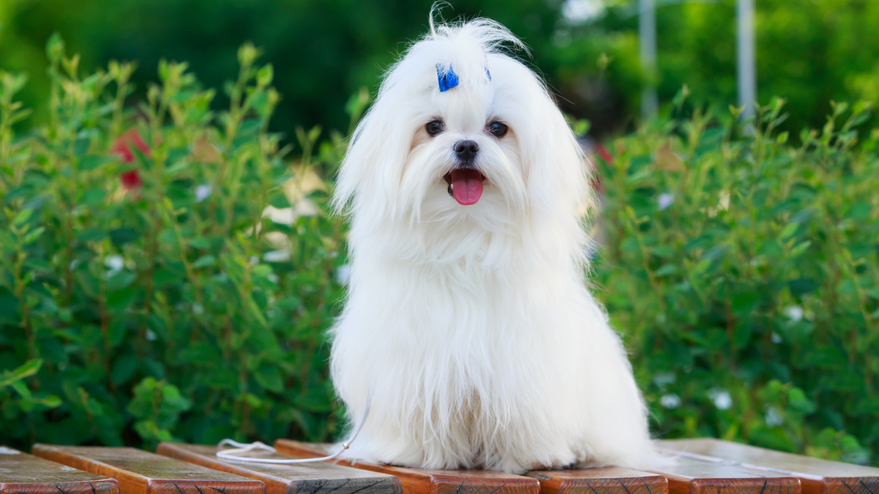Fluffy white dog with a blue bow on its head, sitting on a wooden bench, surrounded by greenery.