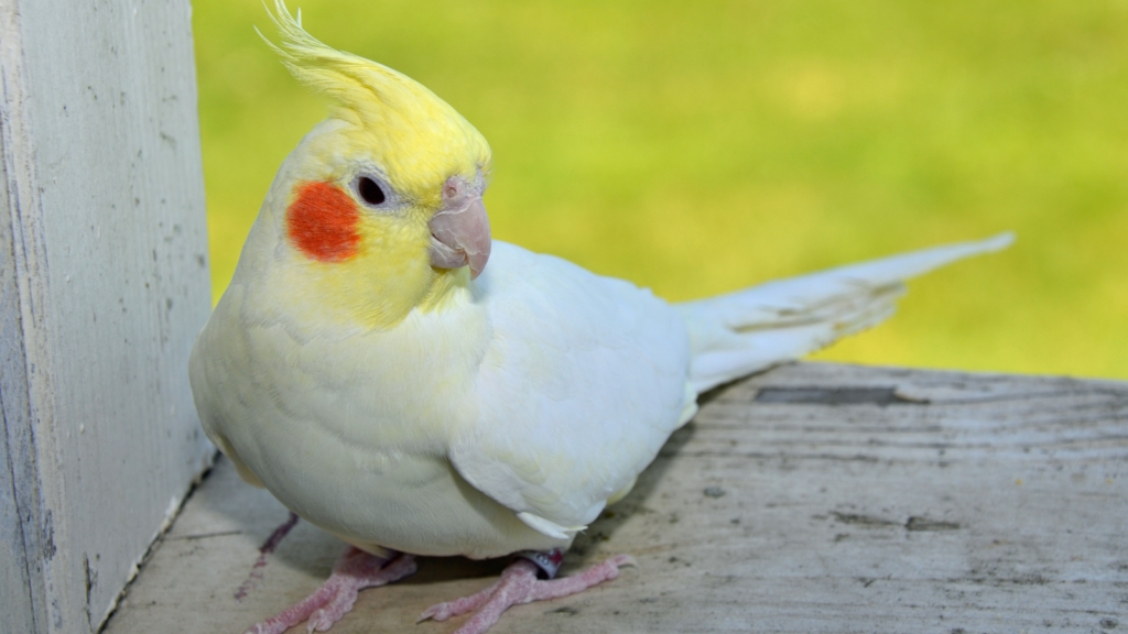 A white cockatiel with yellow crest and orange cheeks perched on a wooden surface.