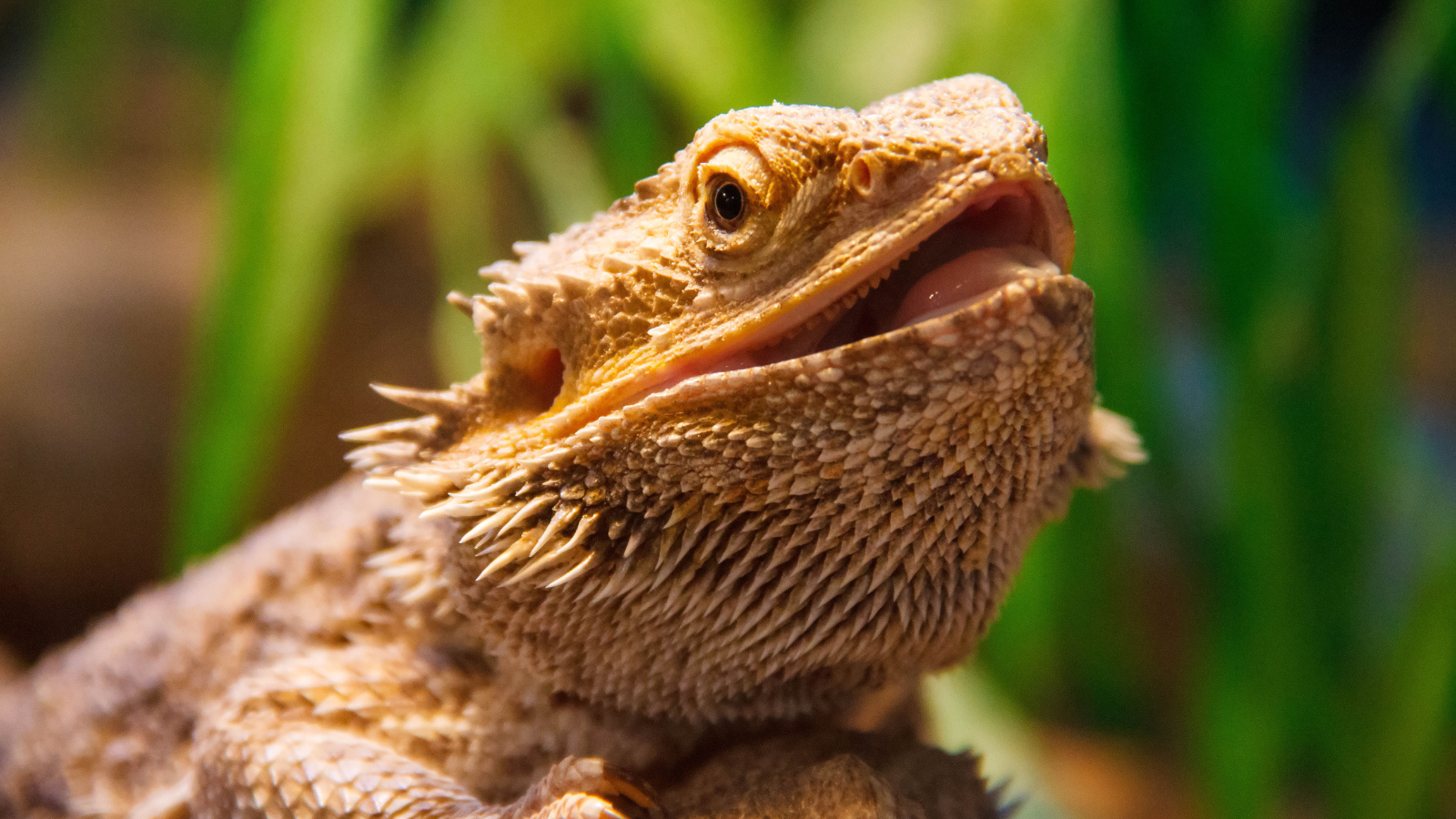 A bearded dragon with rough scales and an open mouth, surrounded by green foliage.