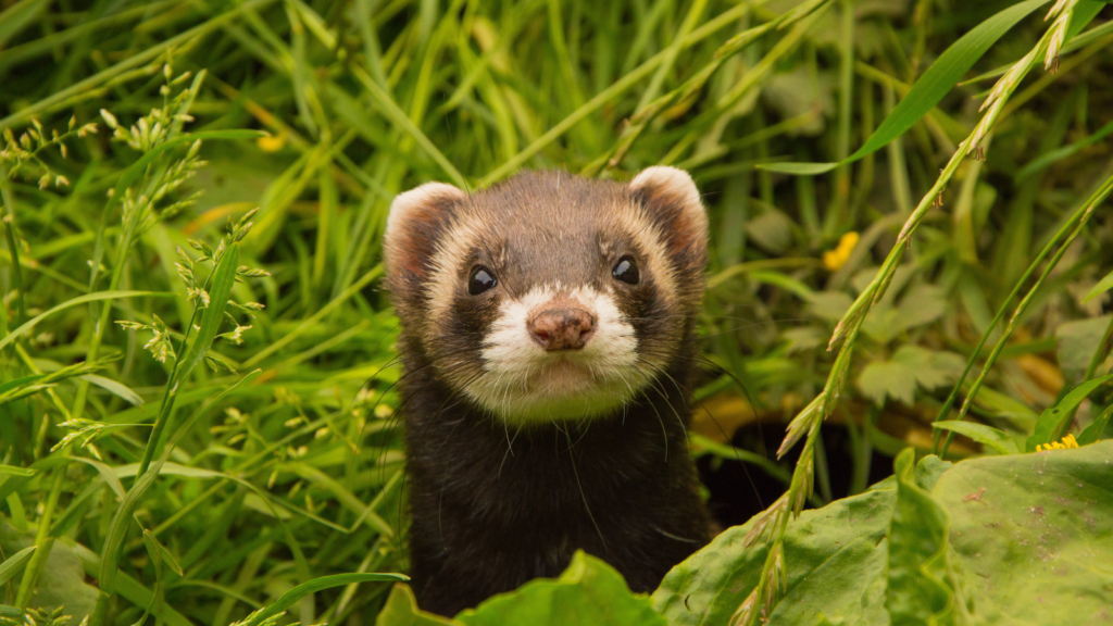 A curious dark-furred ferret with white markings peeks out from tall grass and greenery.