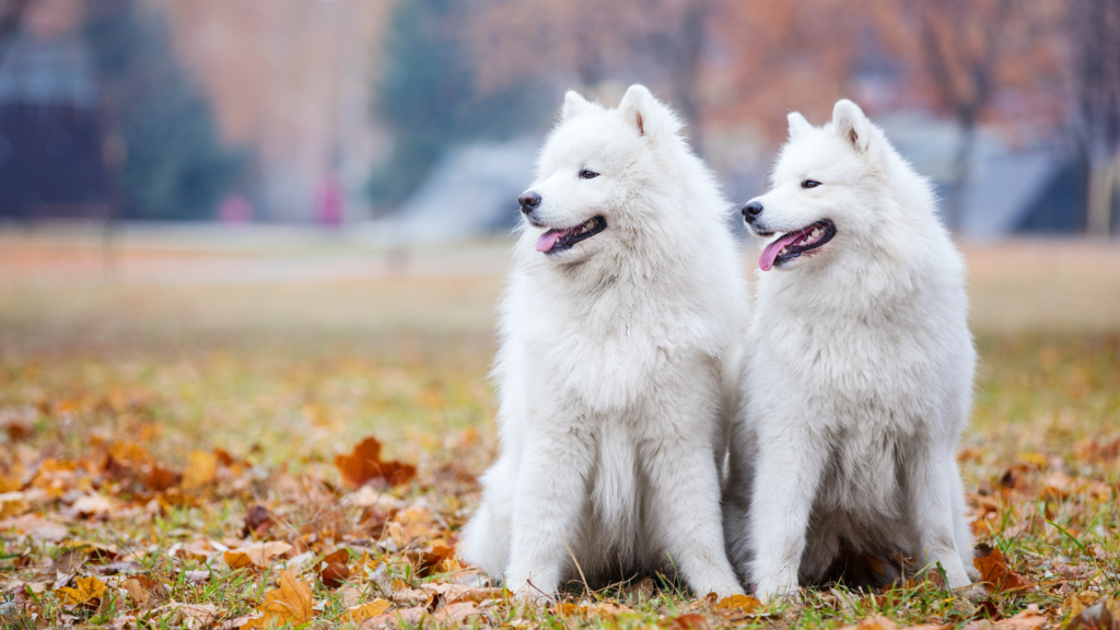Two fluffy white Samoyed dogs sitting on fallen leaves in a park.