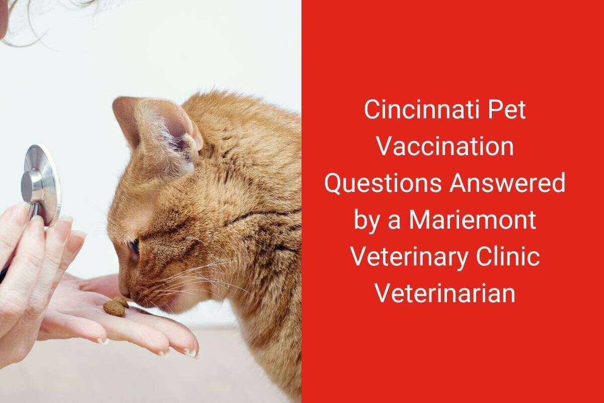A cat examines a treat held by a person with a stethoscope, with text about Cincinnati pet vaccination questions.