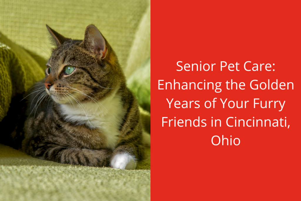 A tabby cat lying on a green blanket next to text about senior pet care in Cincinnati, Ohio.