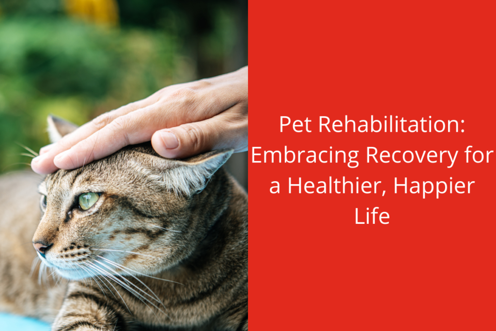 A person gently petting a relaxed tabby cat outdoors.