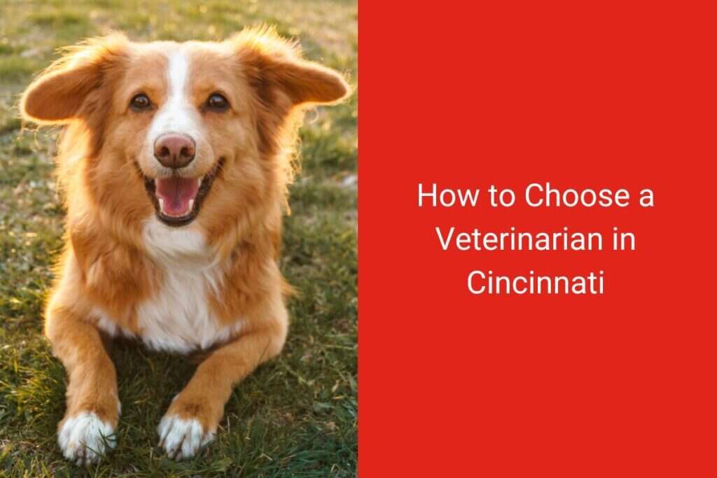 A happy, tan-colored dog lying on grass beside text about choosing a veterinarian in Cincinnati.