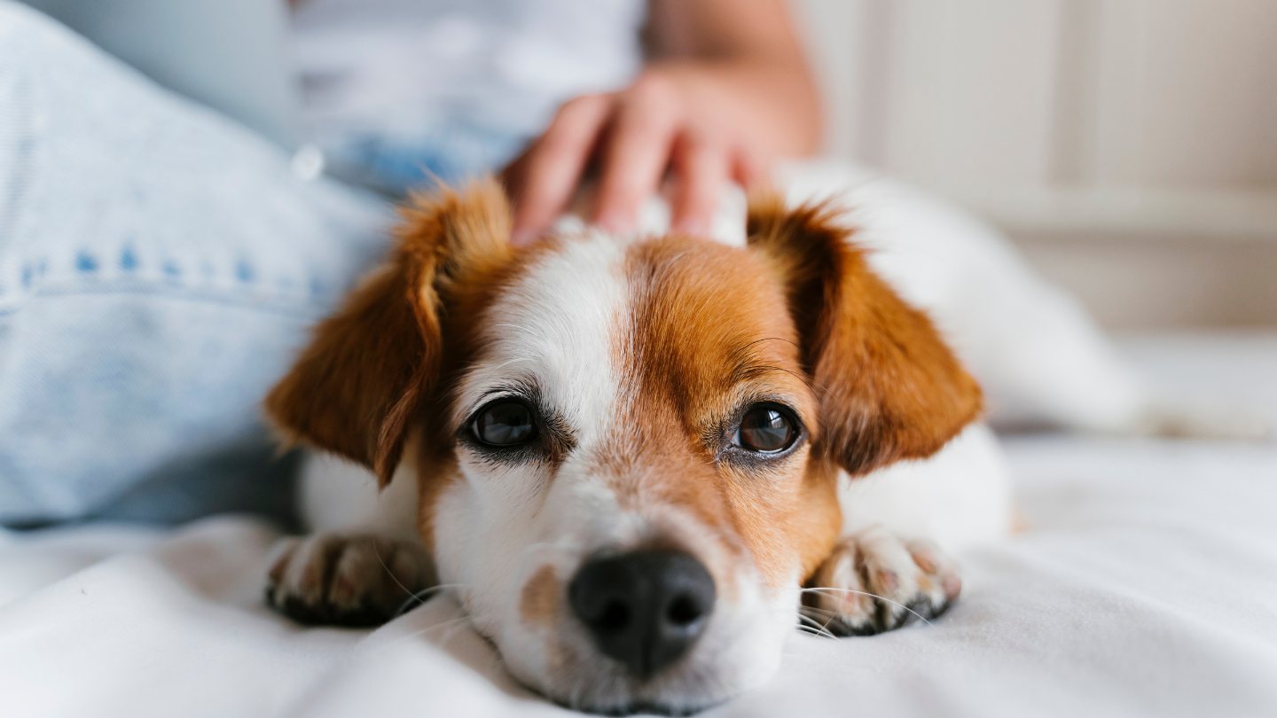 A relaxed dog with brown and white fur is lying down, being gently petted.