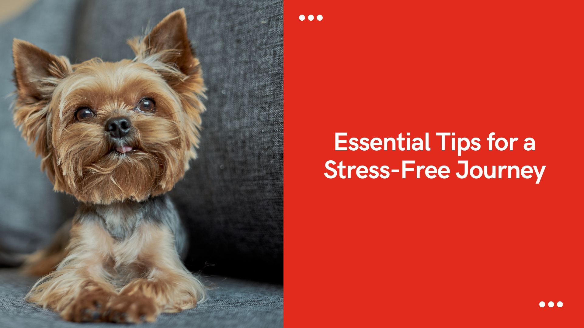 A Yorkshire Terrier sits on a gray sofa beside red text saying "Essential Tips for a Stress-Free Journey.