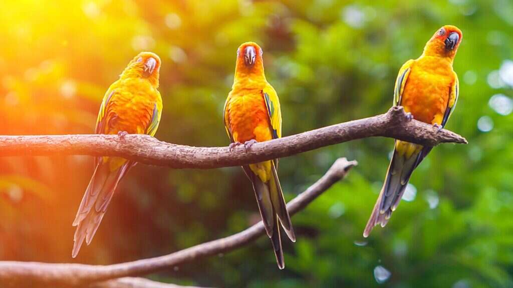 Three vibrant orange and yellow parrots perched on a branch against a lush green background.