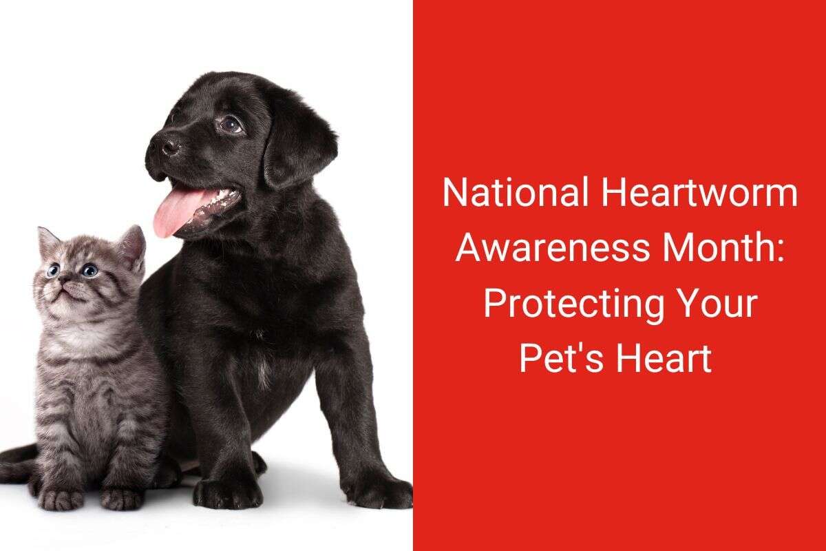 A black puppy and a gray kitten sitting next to each other on a red and white background.