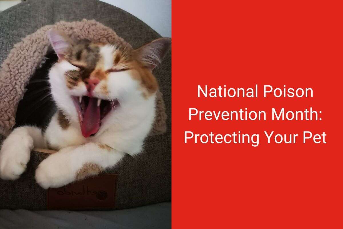 Yawning cat on a cozy bed next to text about National Poison Prevention Month for pets.