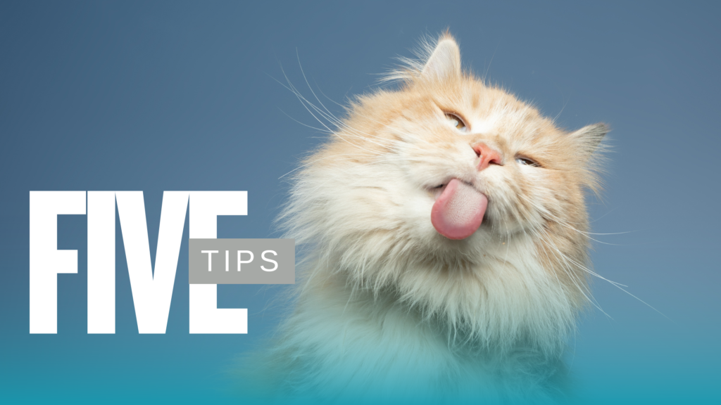 Fluffy orange cat sticking out its tongue with "FIVE TIPS" text beside it.