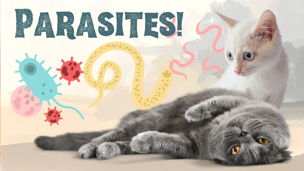 A white kitten looks at a gray cat lying on its back, surrounded by cartoon parasites.