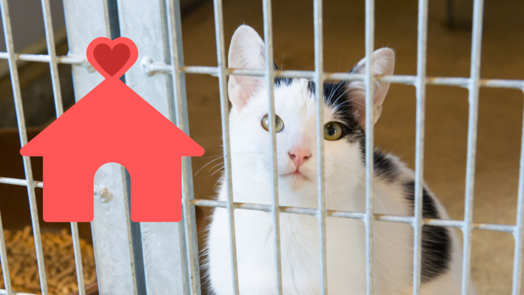 A cat behind a metal cage looking out, with a red house icon featuring a heart next to it.