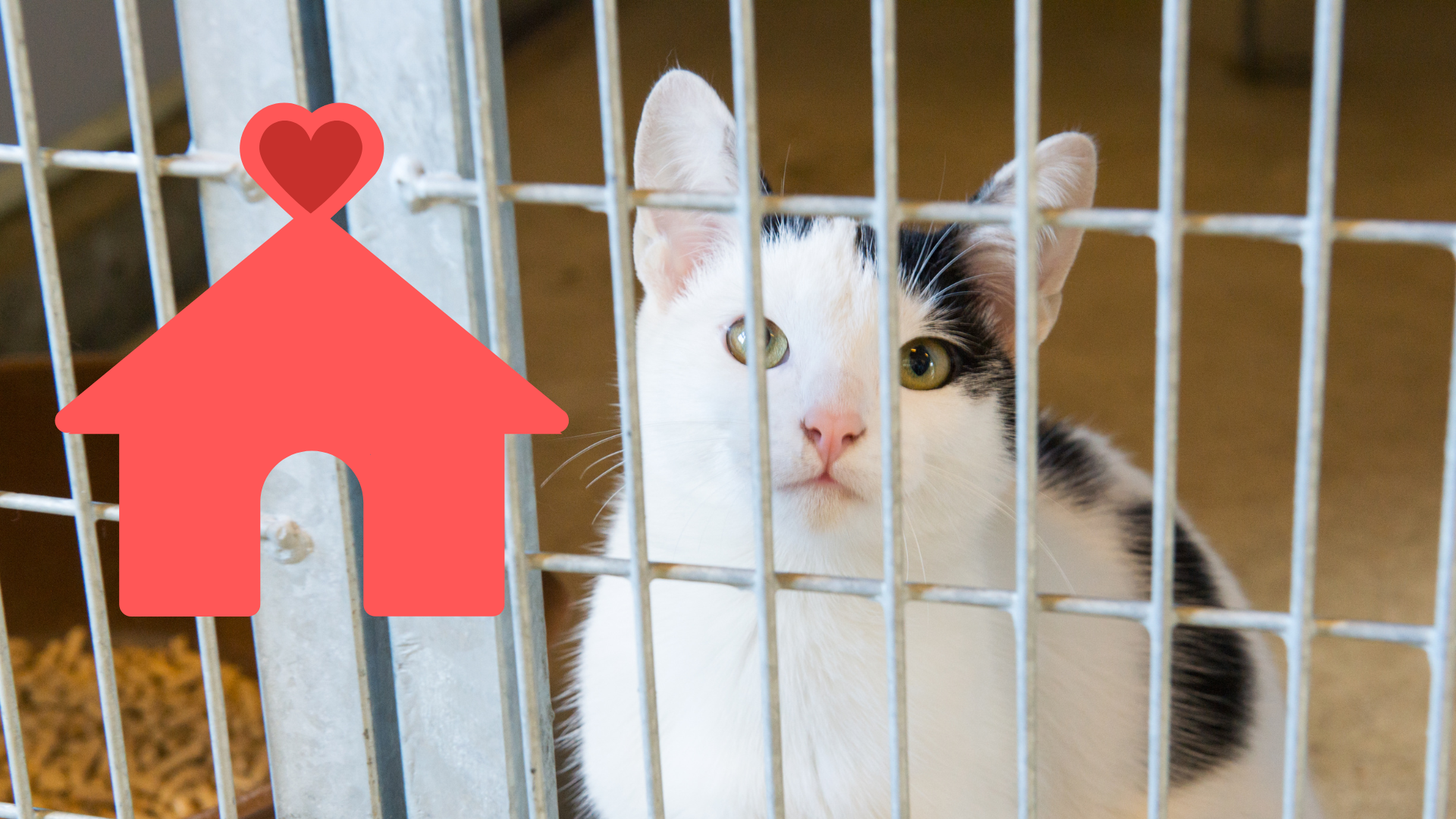 A cat behind a metal cage looking out, with a red house icon featuring a heart next to it.