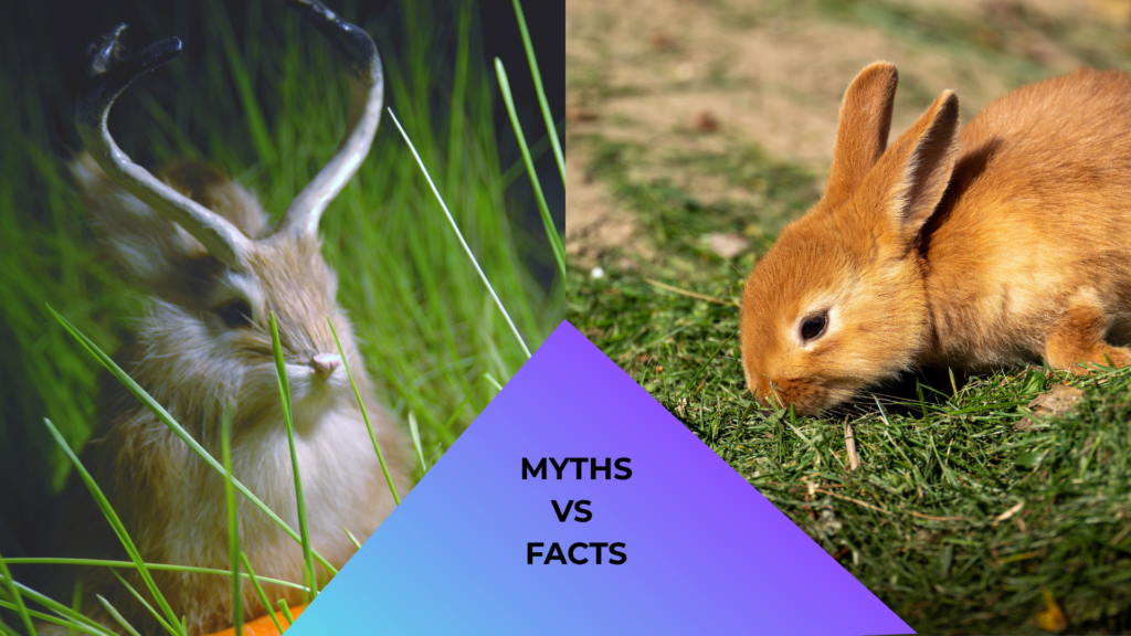 A rabbit with antlers in grass beside a regular rabbit on a grassy field; "MYTHS VS FACTS" text in between.