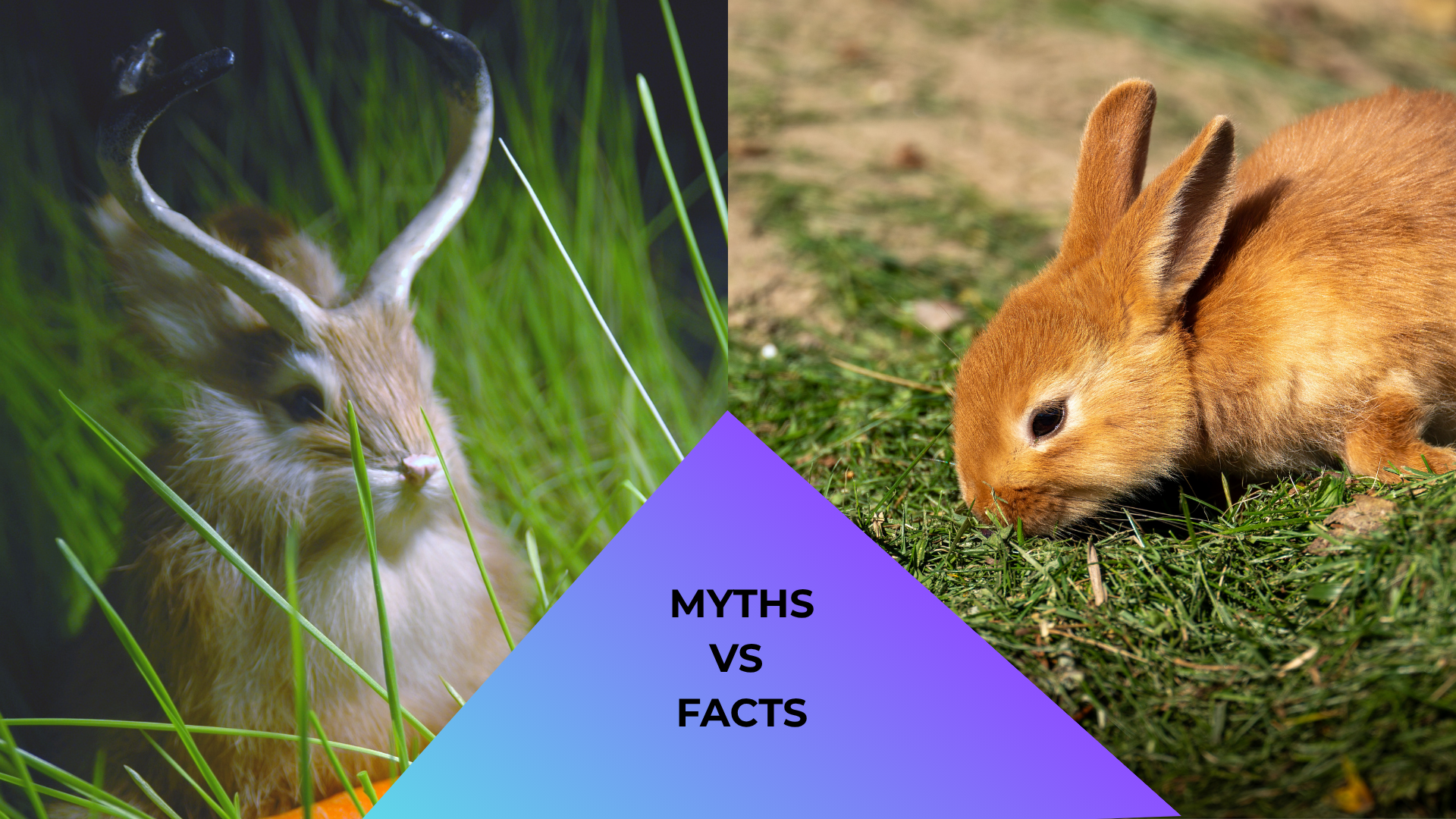 A rabbit with antlers in grass beside a regular rabbit on a grassy field; "MYTHS VS FACTS" text in between.