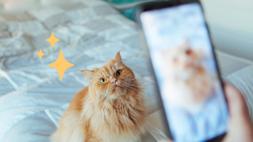 Fluffy orange cat sitting on a bed, looking curiously at a phone, with sparkles nearby.