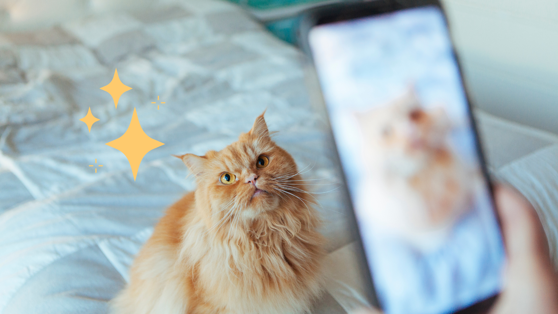 Fluffy orange cat sitting on a bed, looking curiously at a phone, with sparkles nearby.