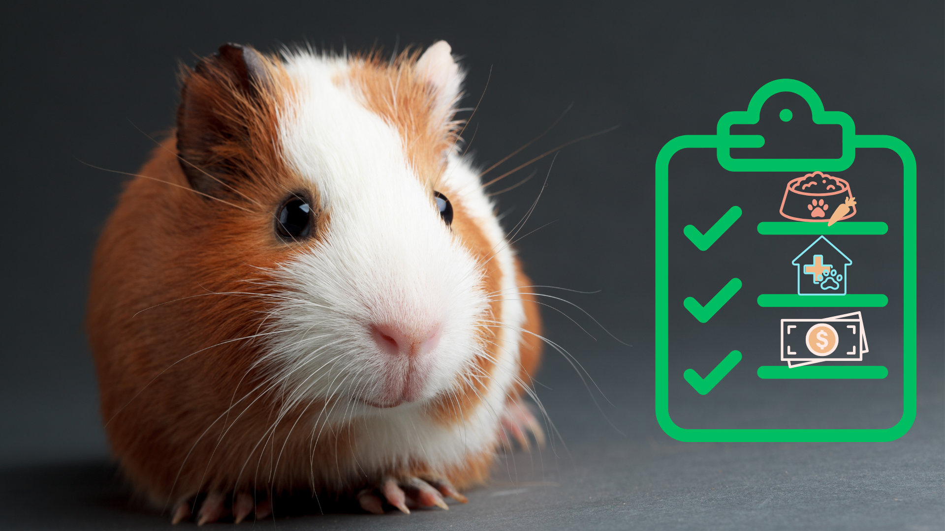 Guinea pig beside a new pet care checklist from Mariemont Veterinary Clinic in Cincinnati, OH