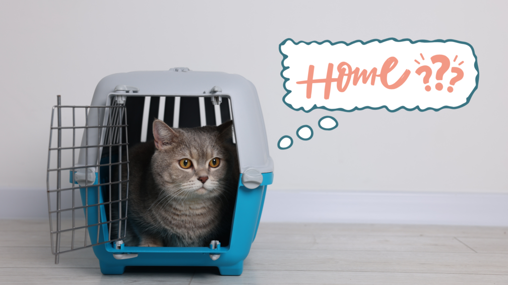 Cat sitting in an open carrier in their new home in Cincinnati, OH