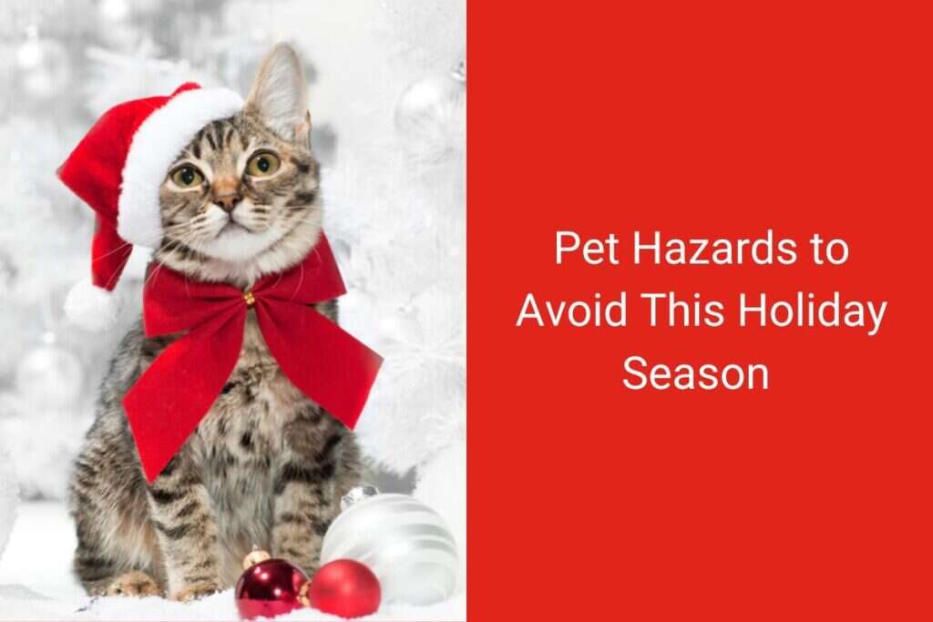 Tabby cat wearing a Santa hat and red bow, sitting among Christmas ornaments with text warning about holiday pet hazards.