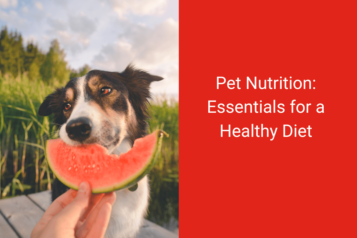 Dog sniffing a slice of watermelon outdoors next to text about pet nutrition.