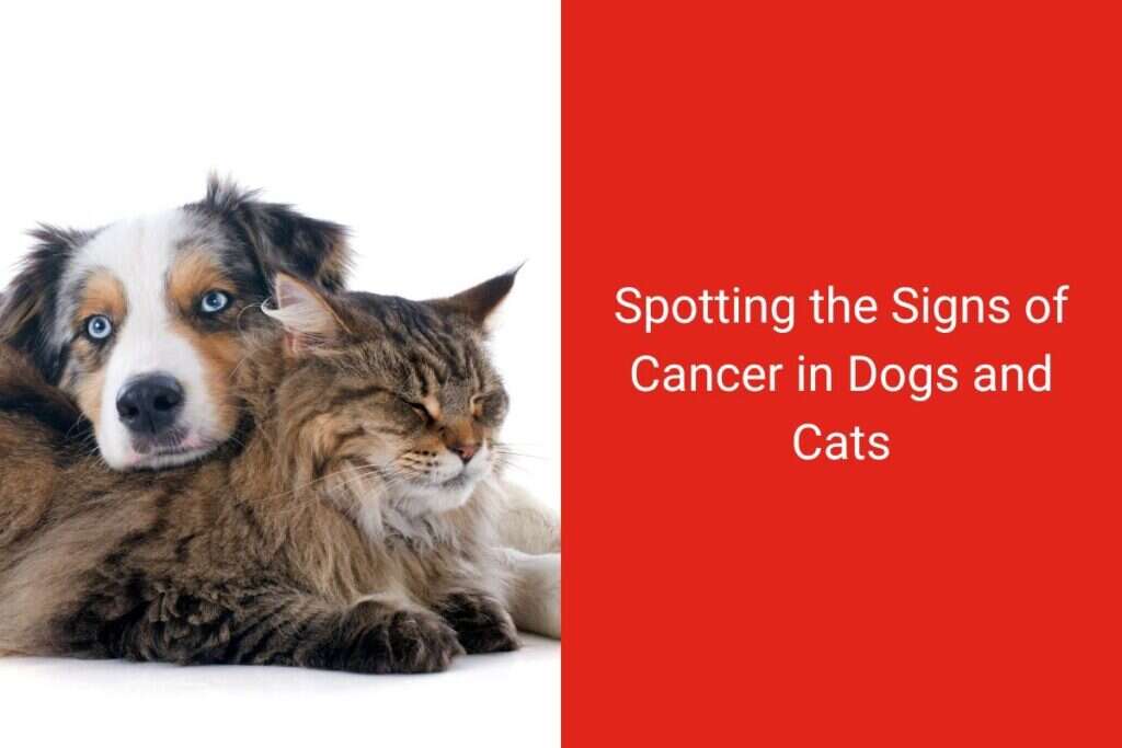 A dog and cat cuddling, resting peacefully together on the left; text on the right about cancer signs in pets.