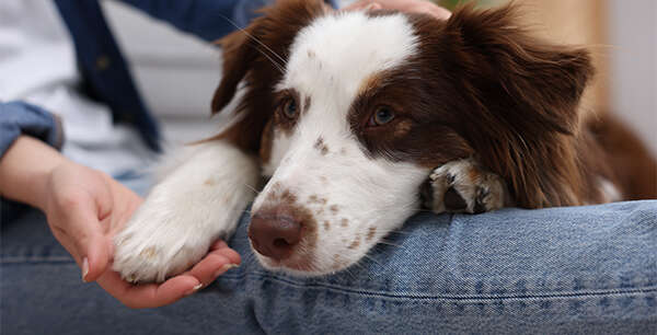 A brown and white dog with spots rests its head on a person's jeans-clad knee while being petted.