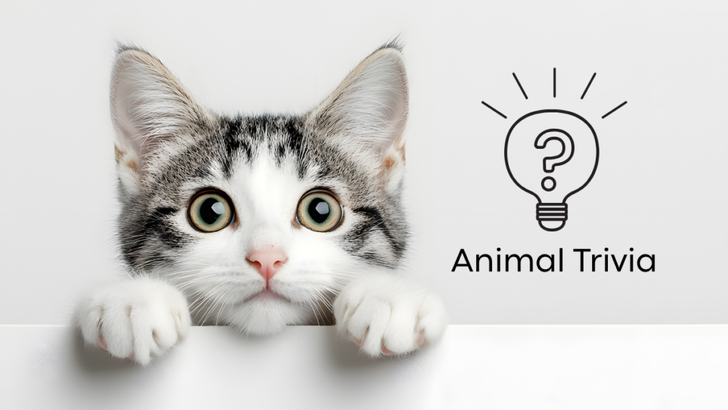 Cat peeking with wide eyes over a white surface next to a lightbulb icon with "Animal Trivia" text.