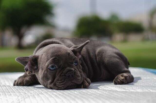 Large dog black Large dog black