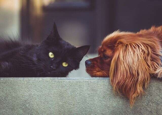 Dog and cat g Dog and cat g