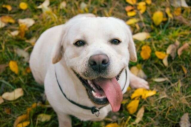 large_labrador-g