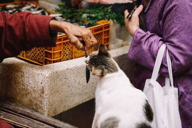 Cat playing Cat playing